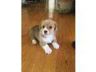 Pembroke Welsh Corgi Puppy for sale in Knightdale, NC, USA