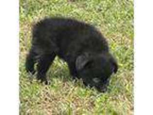 Miniature Australian Shepherd Puppy for sale in Beeville, TX, USA