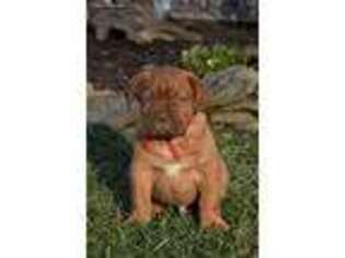 American Bull Dogue De Bordeaux Puppy for sale in Dresden, OH, USA