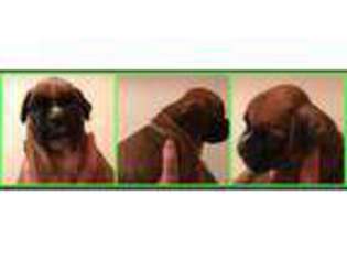 Boxer Puppy for sale in Hamersville, OH, USA