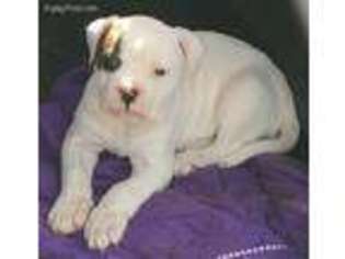 American Bulldog Puppy for sale in Scurry, TX, USA