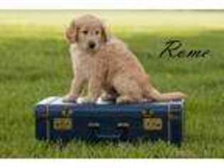 Goldendoodle Puppy for sale in Pendleton, IN, USA
