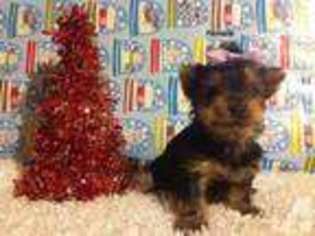 Mutt Puppy for sale in LONDON, KY, USA