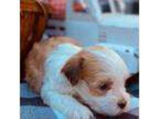 Havanese Puppy for sale in Cochran, GA, USA