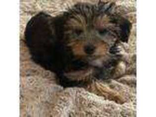 Yorkshire Terrier Puppy for sale in Walla Walla, WA, USA