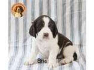 English Springer Spaniel Puppy for sale in Guys Mills, PA, USA