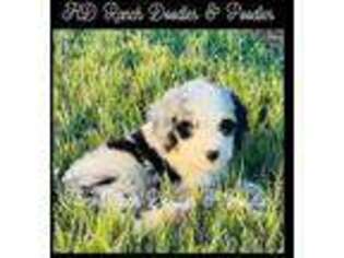 Mutt Puppy for sale in Groveton, TX, USA
