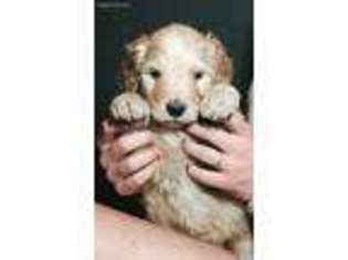 Goldendoodle Puppy for sale in Dansville, MI, USA