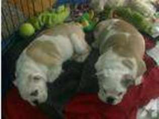 Bulldog Puppy for sale in ROY, WA, USA