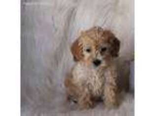 Shih-Poo Puppy for sale in Clifton, KS, USA