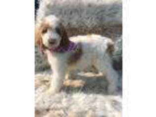 Goldendoodle Puppy for sale in Claremore, OK, USA