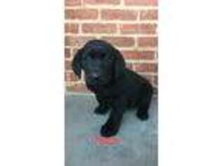 Labrador Retriever Puppy for sale in Dayton, VA, USA