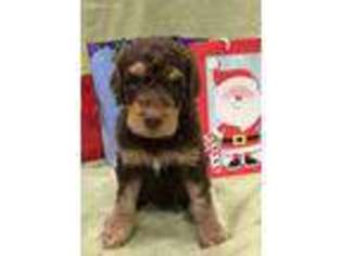 Goldendoodle Puppy for sale in Auburn, IN, USA