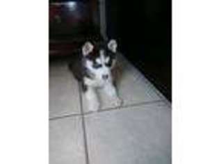 Siberian Husky Puppy for sale in Spring, TX, USA