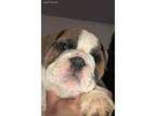 Bulldog Puppy for sale in Grants Pass, OR, USA