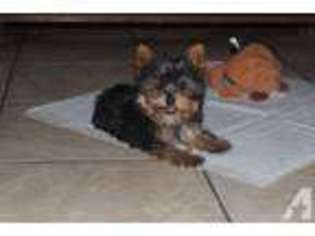Yorkshire Terrier Puppy for sale in ORLANDO, FL, USA