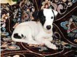 Whippet Puppy for sale in Aledo, TX, USA
