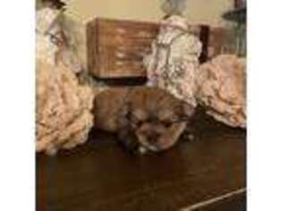 Shorkie Tzu Puppy for sale in Nacogdoches, TX, USA