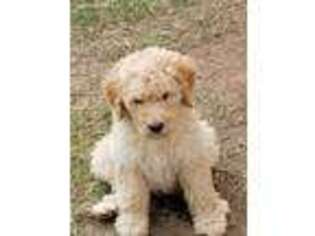 Labradoodle Puppy for sale in Fairview, OK, USA