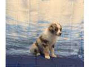 Miniature Australian Shepherd Puppy for sale in Torrington, WY, USA