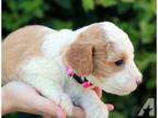 Labradoodle Puppy for sale in Gilbert, AZ, USA