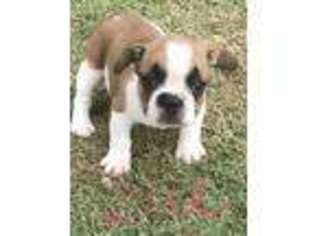 French Bulldog Puppy for sale in Huntsville, AR, USA