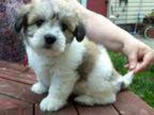 Coton de Tulear Puppy for sale in Stanchfield, MN, USA
