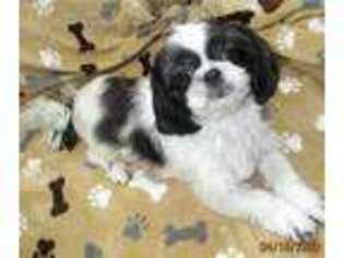 Mutt Puppy for sale in Niagara Falls, NY, USA