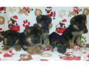 German Shepherd Dog Puppy for sale in PUYALLUP, WA, USA