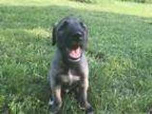 Irish Wolfhound Puppy for sale in Battle Creek, MI, USA