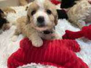 Mutt Puppy for sale in Skaneateles, NY, USA
