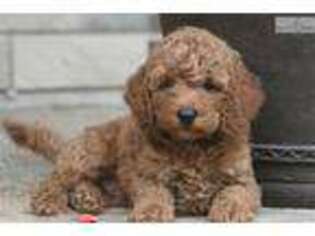 Mutt Puppy for sale in Lafayette, IN, USA