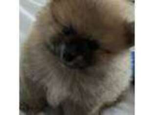 Pomeranian Puppy for sale in Mount Prospect, IL, USA