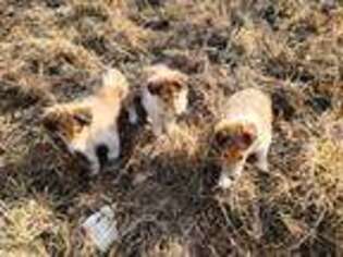 Collie Puppy for sale in Minnetonka, MN, USA