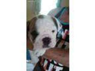 Bulldog Puppy for sale in Rocky Ford, CO, USA