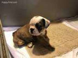 Olde English Bulldogge Puppy for sale in Fremont, CA, USA