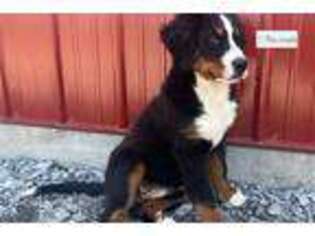 Bernese Mountain Dog Puppy for sale in Tulsa, OK, USA