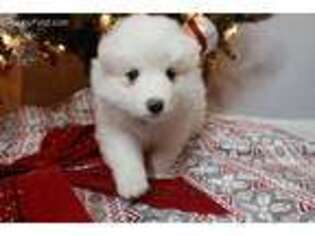 Samoyed Puppy for sale in Fort Lauderdale, FL, USA