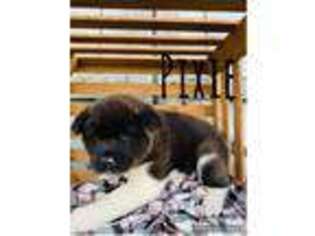 Akita Puppy for sale in Dalton, OH, USA