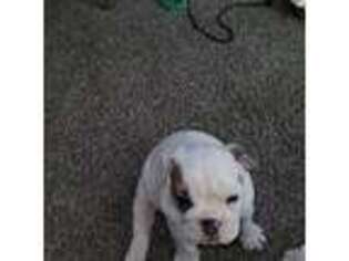 Bulldog Puppy for sale in Pryor, OK, USA