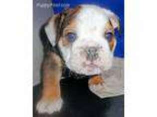 Bulldog Puppy for sale in Richland Center, WI, USA