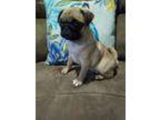 Pug Puppy for sale in Jackson, NJ, USA