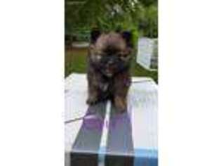 Pomeranian Puppy for sale in Mount Airy, NC, USA