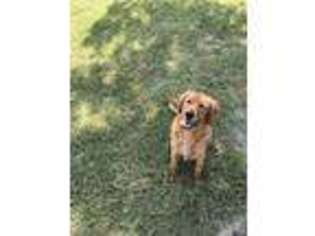 Golden Retriever Puppy for sale in Bridgeport, TX, USA