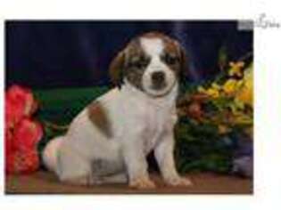Jack Russell Terrier Puppy for sale in Lancaster, PA, USA