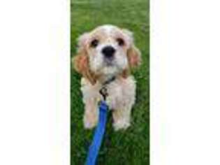 Cocker Spaniel Puppy for sale in Wadsworth, IL, USA