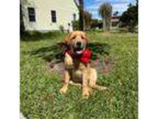Labrador Retriever Puppy for sale in Jacksonville, FL, USA