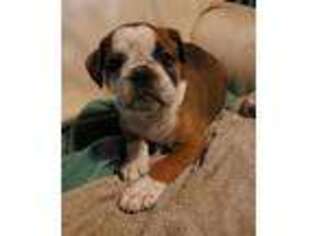 Olde English Bulldogge Puppy for sale in Keyser, WV, USA