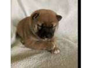 Shiba Inu Puppy for sale in Ashland, OH, USA