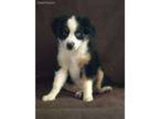 Miniature Australian Shepherd Puppy for sale in Albany, OR, USA